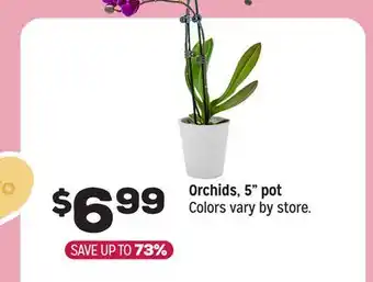 Grocery Outlet Orchids, 5 pot offer