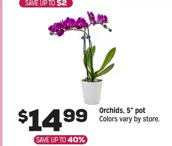 Grocery Outlet Orchids, 5 pot offer