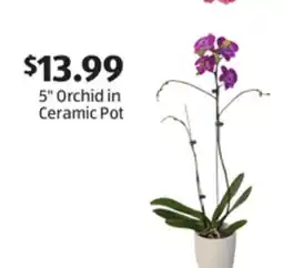 Aldi 5 Orchid in Ceramic Pot offer