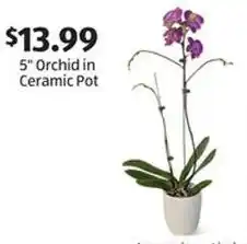 Aldi 5" Orchid in Ceramic Pot offer