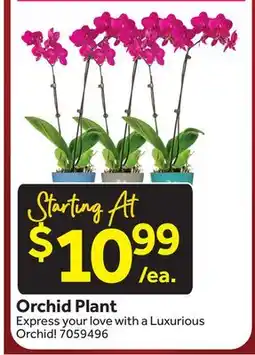 Stop&Shop Orchid Plant offer