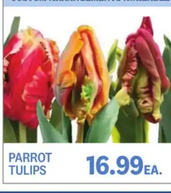 Kings Food Markets PARROT TULIPS offer