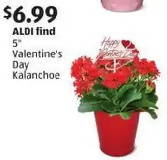 Aldi Valentine's Day Kalanchoe offer