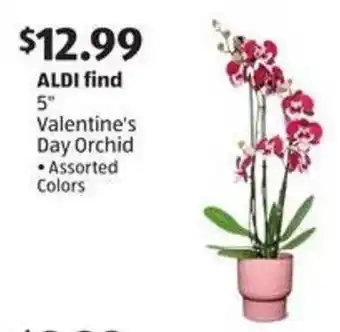 Aldi 5" Valentine's Day Orchid offer