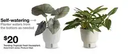 Target Trending Tropicals fresh houseplant offer