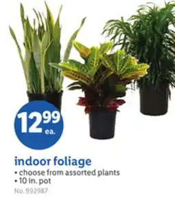 Lidl indoor foliage offer