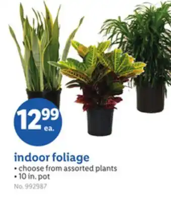 Lidl indoor foliage offer