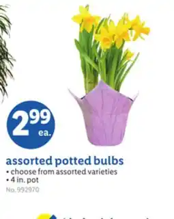 Lidl assorted potted bulbs offer