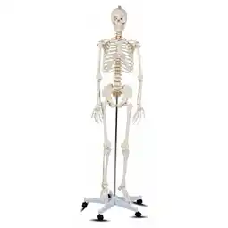 Walmart 70.8'' Life-size Skeleton Model Medical School Human Anatomy Class W/Rolling Stand offer