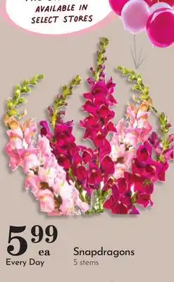 Pavilions Snapdragons offer
