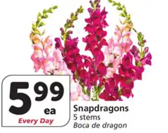 Albertsons Snapdragons offer