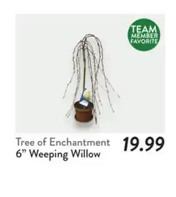 Fresh Thyme 6 Weeping Willow Tree of Enchantment offer