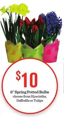 Mariano's 6 Spring Potted Bulbs offer