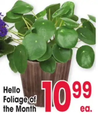 Jewel-Osco Hello Foliage of Foliage offer