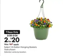 Lowe's Select 1.5-Gallon Hanging Baskets offer