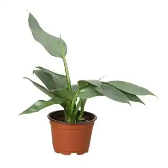 Walmart House Plant Dropship Philodendron Silver Sword Live Plants in 4 Pot offer