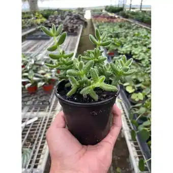 Walmart House Plant Dropship 4-SUCC-DELOSPERMA-PICKLE.PLANT Delosperma Echinatum Pickle Plant offer