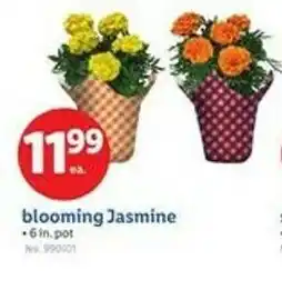 Lidl blooming Jasmine offer