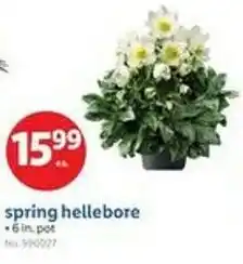 Lidl spring hellebore offer