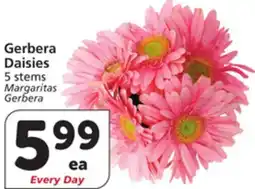 Albertsons Gerbera Daisies offer