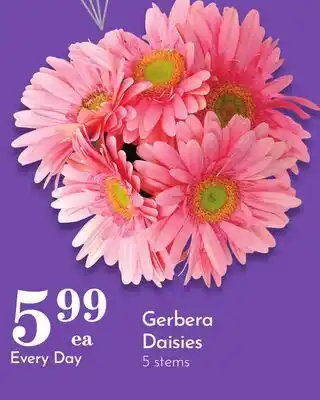 Pavilions Gerbera Daisies offer