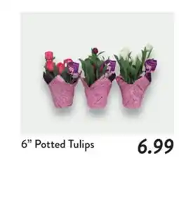 Fresh Thyme 6 Potted Tulips offer