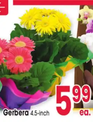 Jewel-Osco Gerbera offer