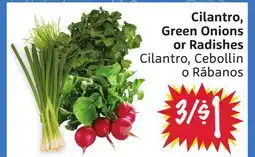 Foodmaxx Cilantro, Green Onions or Radishes offer