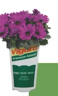 The Home Depot Vigoro Premium annuals for your garden offer