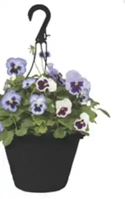 The Home Depot 10 Classic Annual Hanging Basket offer