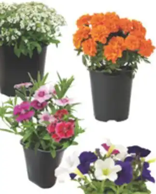 The Home Depot 3.5 Annuals offer