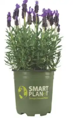 The Home Depot Gallon Lavender offer