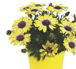 The Home Depot 10 Capello Annual Planter offer