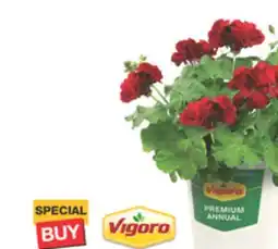 The Home Depot VIGORO 2.6-Quart Geraniums offer