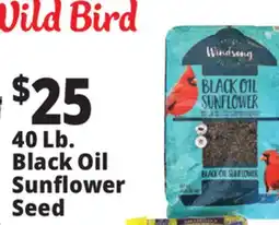 Ocean State Job Lot Black Oil Sunflower Seeds 40 lbs offer