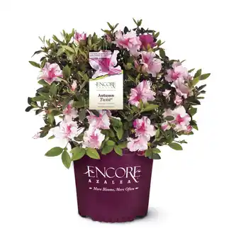 Walmart Encore Azalea Autumn Twist (3 Gallon) Purple and Pink Flowering Shrub - Full Sun Live Outdoor Plant offer