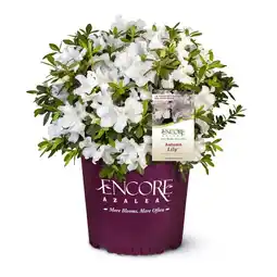 Walmart Encore Azalea Autumn Lily (3 Gallon) White Flowering Shrub - Full Sun Live Outdoor Plant offer