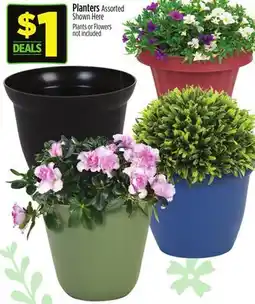 Dollar General Planters Assorted offer