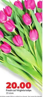 Hy-Vee Fresh cut Virginia tulips offer