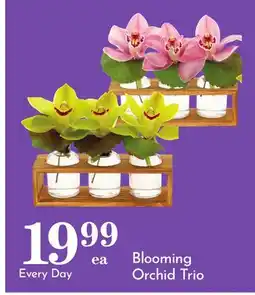 Pavilions Blooming Orchid Trio offer