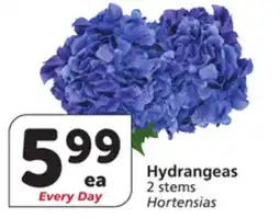 Albertsons Hydrangeas offer