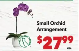 Vallarta Supermarkets Small Orchid Arrangement offer