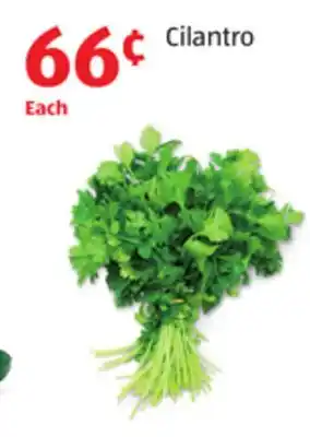 Aldi Cilantro offer