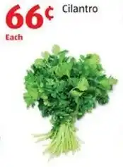 Aldi Cilantro offer