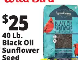 Ocean State Job Lot Black Oil Sunflower Seeds 40 lbs offer