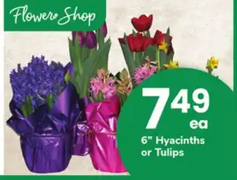 ACME 6 Hyacinths or Tulips offer