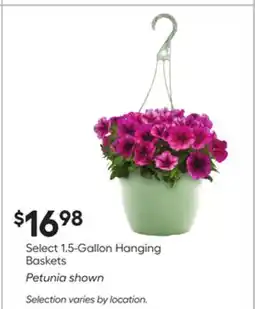 Lowe's Select 1.5-Gallon Hanging Baskets offer