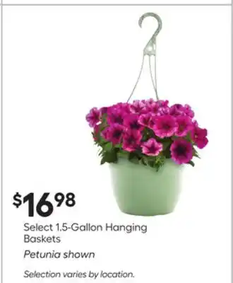 Lowe's Select 1.5-Gallon Hanging Baskets offer