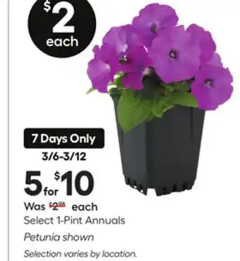 Lowe's Select 1-Pint Annuals Petunia shown offer