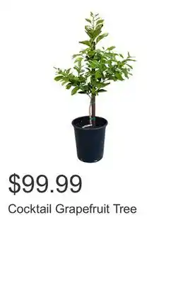 Costco Cocktail Grapefruit Tree offer